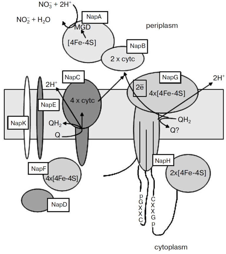 12-オキソフィトジエン酸レダクターゼ